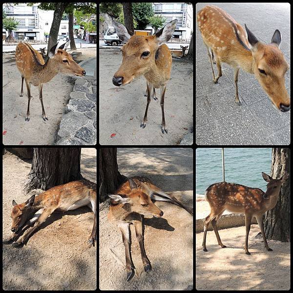 120907-47-宮島小鹿