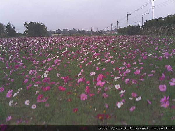 波斯菊