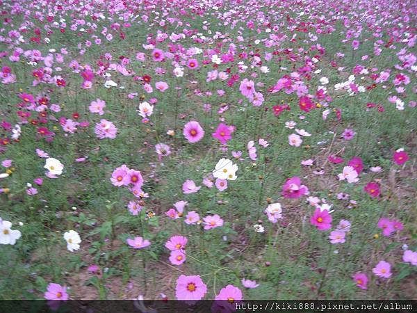 波斯菊