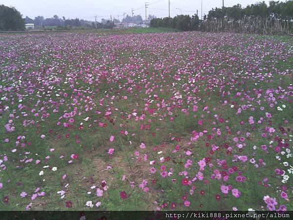 波斯菊