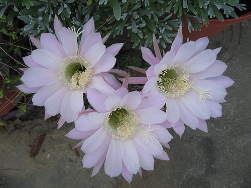 仙人掌花