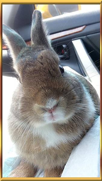 [動物溝通回覆３２ ] 我對我家寶貝的愛，就是：不問原因，不離不棄！