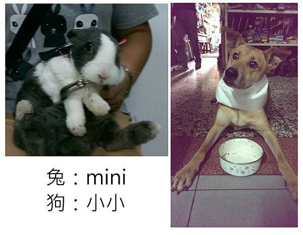 倩和MINI示範如何使用動物溝通術