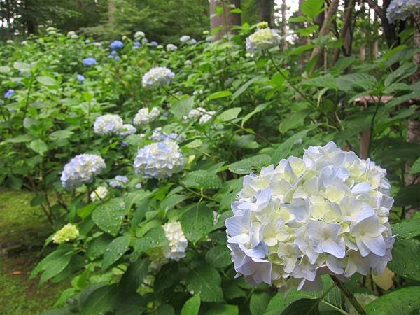 IMG_1989.JPG
