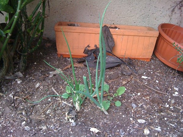 spring onion