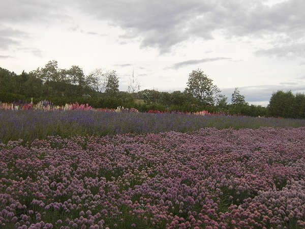 富田農場花田