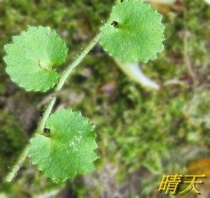 老鼠拖秤錘5-1.jpg