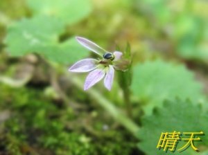 老鼠拖秤錘3-1.jpg