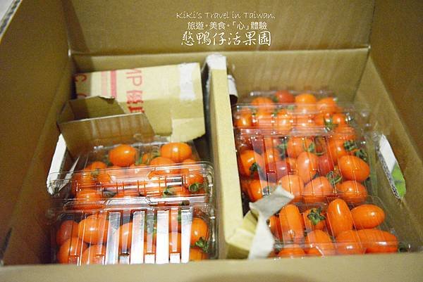 憨鴨仔活果園_無農藥番茄
