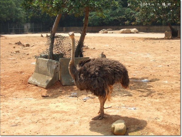 盯著我們看的鴕鳥.JPG