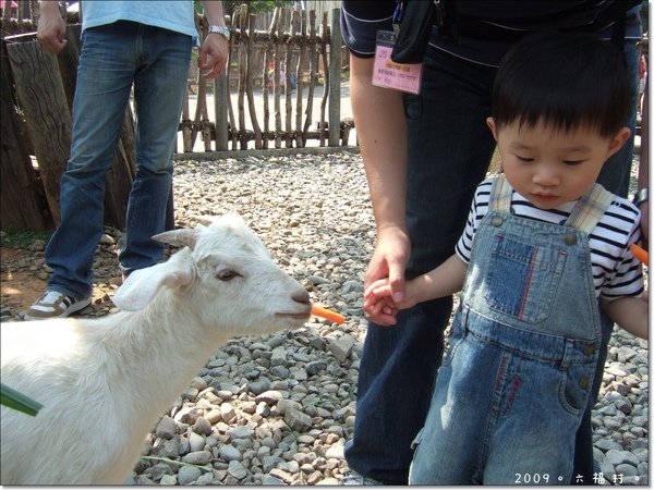 餵羊.JPG