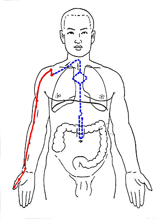 手太陰肺經