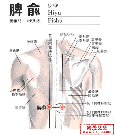 脾俞穴