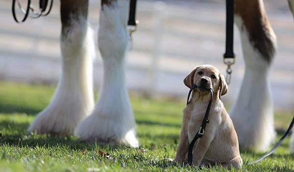 Budweiser-Puppy-Love-Image-2-640x375