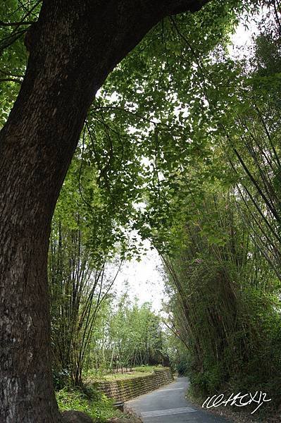 非夢樹005.jpg