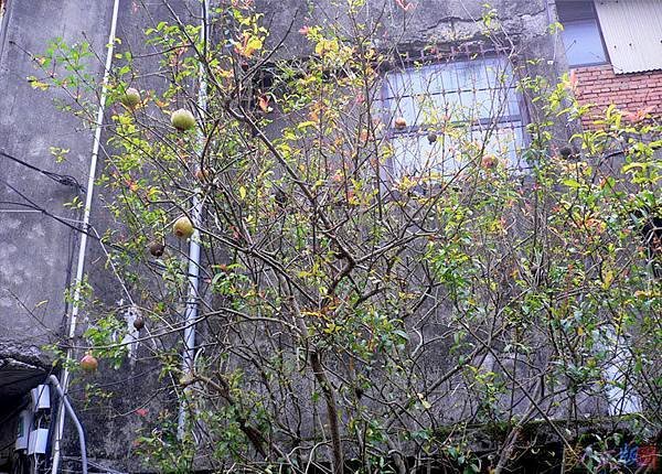 士林人生市場008.jpg