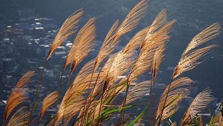 P1017571.jpg