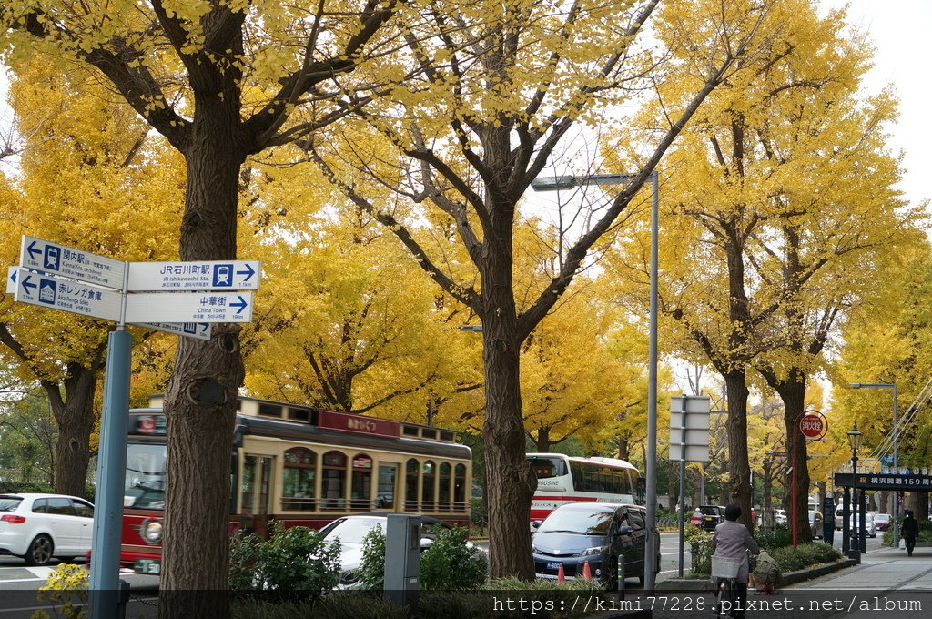 橫濱 - 山下公園通路 銀杏