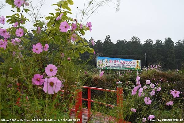 2024.10.18 秋関東7日 第3天（一） SL大樹拍攝