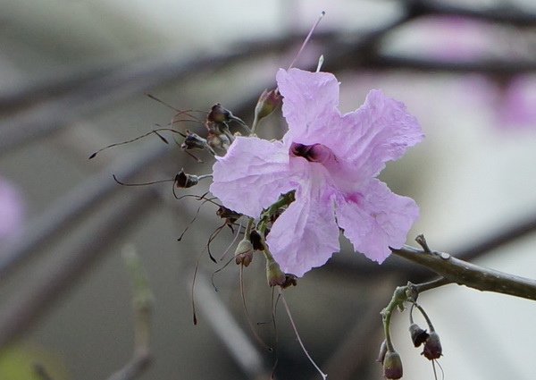 DSC04939