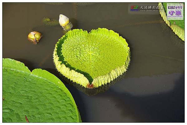 KIN_5899_nEO_IMG