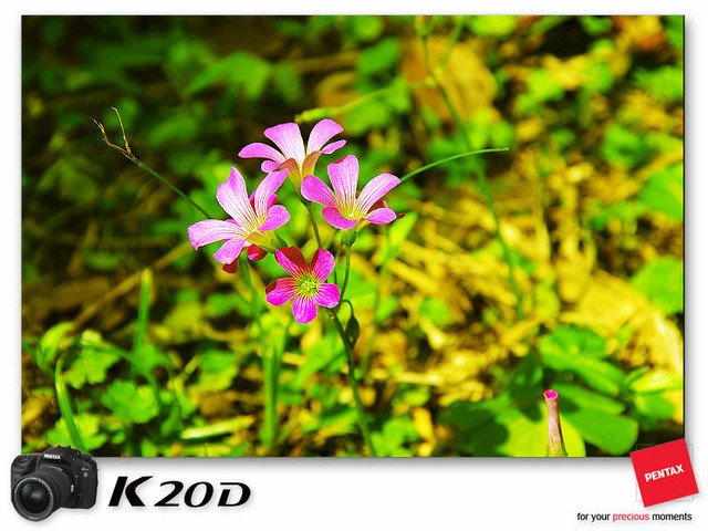 KIN_8761