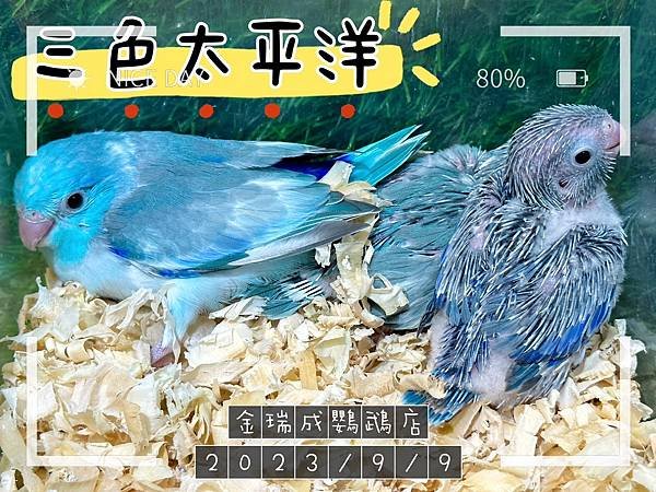 💚💚新進『鸚鵡幼鳥』來嚕💚💚2023/9/9