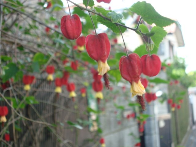 DSC01705.JPG