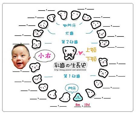小右乳牙生長圖1