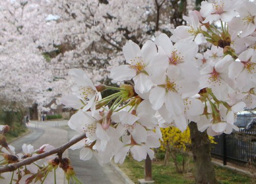 DSC02201.JPG