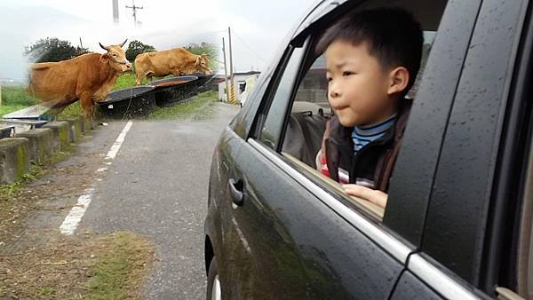 大黃牛