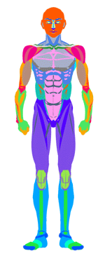 kirin人體示意.gif