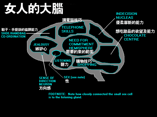 女人的大腦