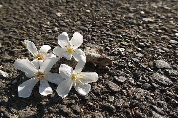 油桐花