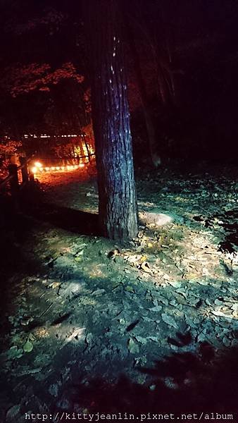 定山溪自然光之盛典（jozankei nature luminarie star bright forest by naked ）