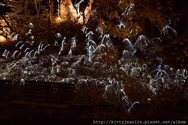 定山溪自然光之盛典（jozankei nature luminarie star bright forest by naked ）