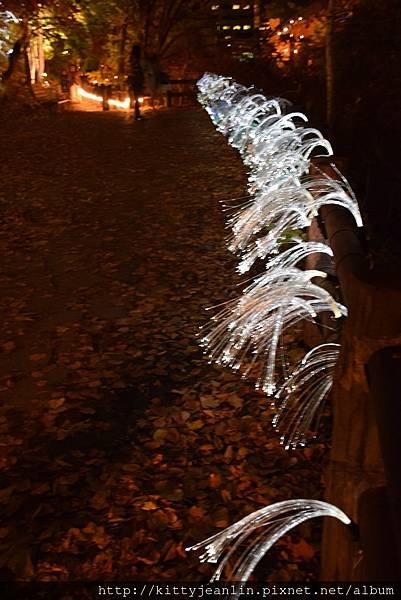 定山溪自然光之盛典（jozankei nature luminarie star bright forest by naked ）