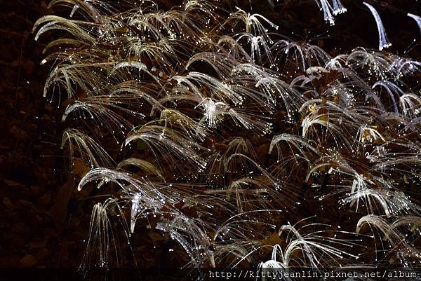 定山溪自然光之盛典（jozankei nature luminarie star bright forest by naked ）