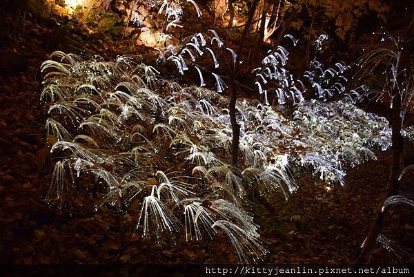 定山溪自然光之盛典（jozankei nature luminarie star bright forest by naked ）