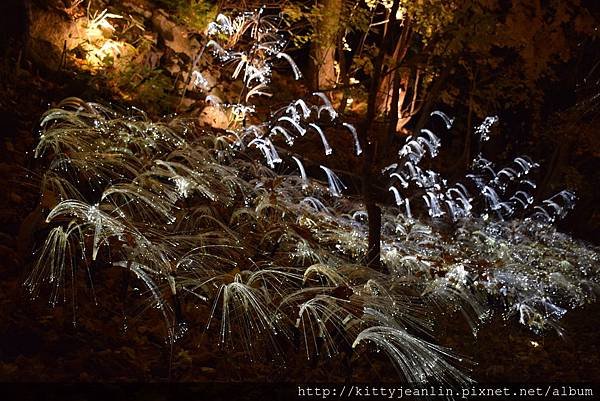 定山溪自然光之盛典（jozankei nature luminarie star bright forest by naked ）