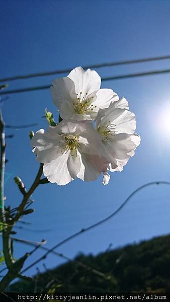 內湖白石湖吊橋%26;貴月農場採草莓趣