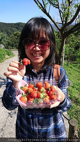 內湖白石湖吊橋%26;貴月農場採草莓趣