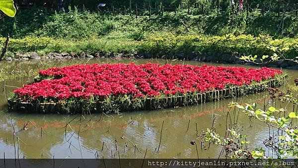 內湖白石湖吊橋%26;貴月農場採草莓趣