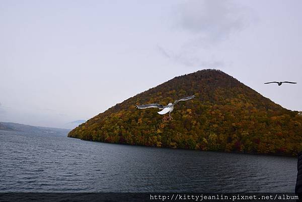 搭船來去洞爺湖中島玩耍