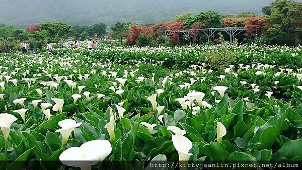 竹子湖苗榜花園餐廳