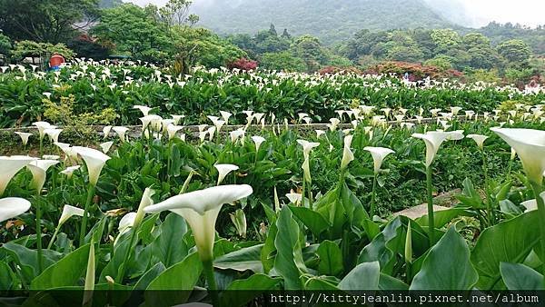 竹子湖苗榜花園餐廳