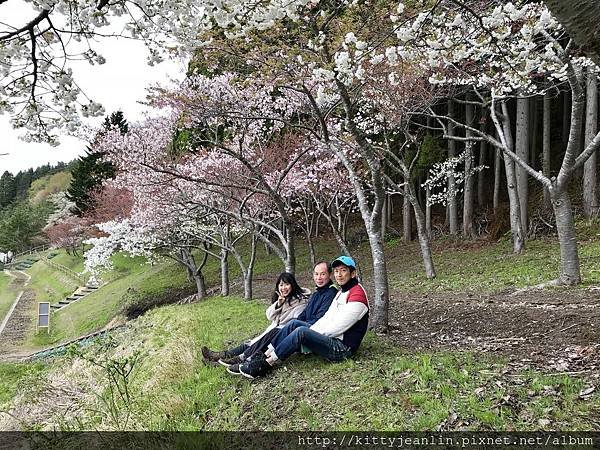 藥師山%26;綠地公園櫻並木