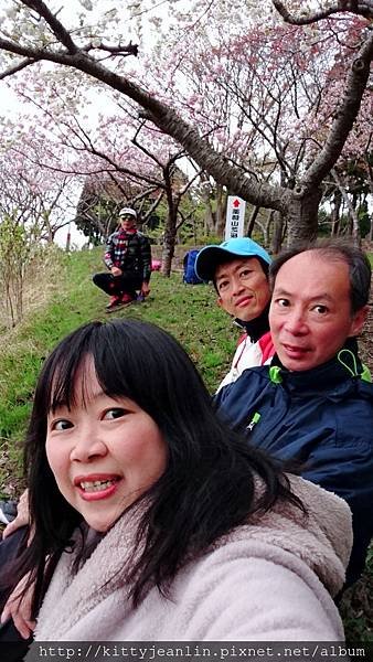 藥師山%26;綠地公園櫻並木
