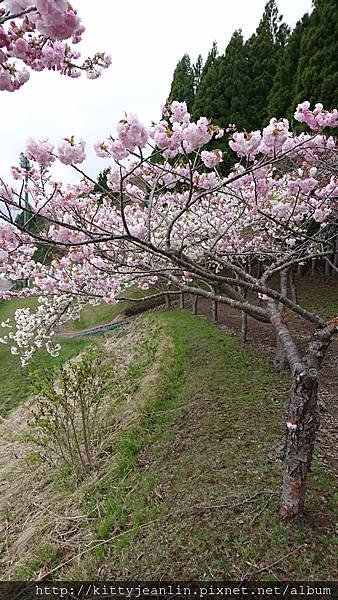 藥師山%26;綠地公園櫻並木