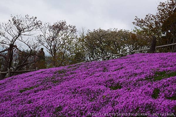藥師山%26;綠地公園櫻並木